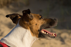Jack Russell Terrier Rico - Niederlande Cadzand DSC06110