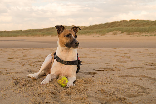 Jack Russell Terrier Rico DSC06027