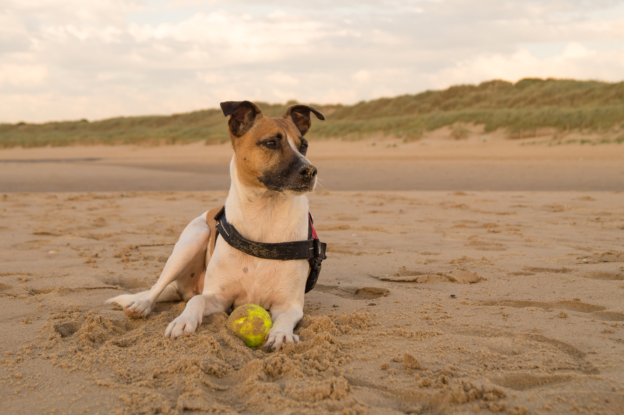 Jack Russell Terrier Rico DSC06027