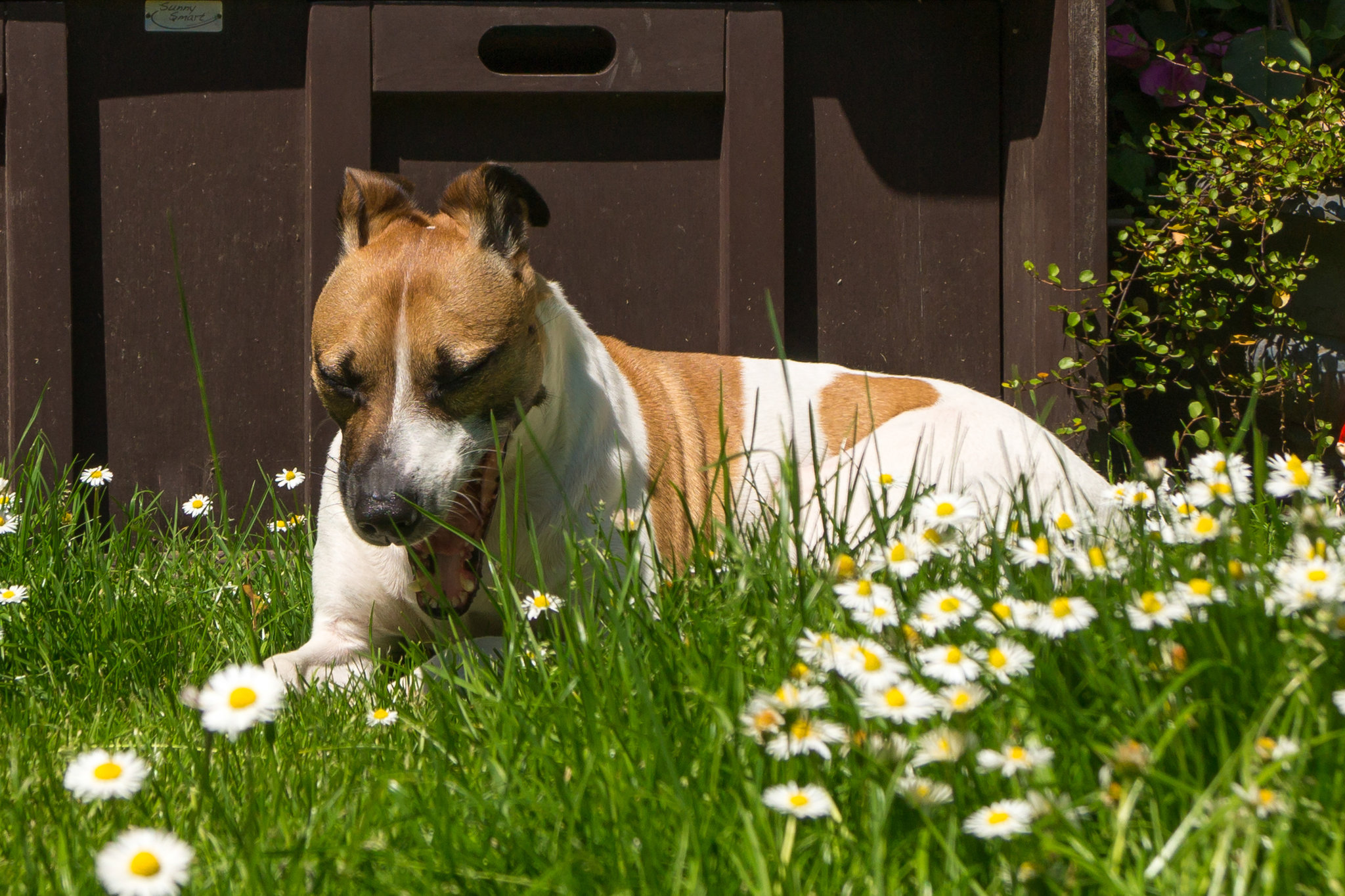 Jack Russell Terrier Rico DSC05787