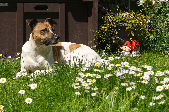 Jack Russell Terrier Rico DSC05785