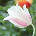 Tulipe blushing beauty