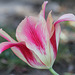 Tulipe blushing beauty 4