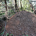 Ameisenhaufen - fourmilière  - anthill
