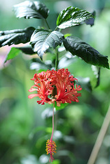 hibscus schizopetalus "royal"