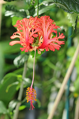 hibscus schizopetalus "royal"