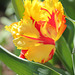 Tulipe perroquet jaune et rouge 2