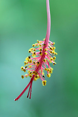 Hibiscus schizopetalus