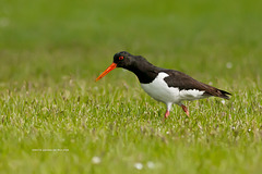 Oystercatcher / Scholekster (Haematopus ostralegus)