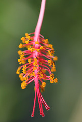 pistil hibiscus schizopetalus