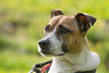 Jack Russell Terrier Rico DSC05512