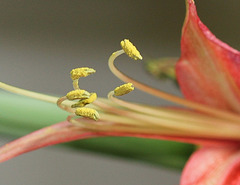 Hippeastrum -étamines