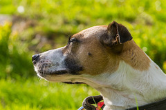 Jack Russell Terrier Rico DSC05508