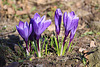 20110319 0384Aw [D~LIP] Krokus, UWZ, Bad Salzuflen