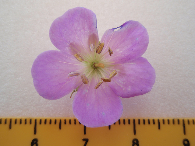 géranium maculatum 'elisabeth ann' P5151806