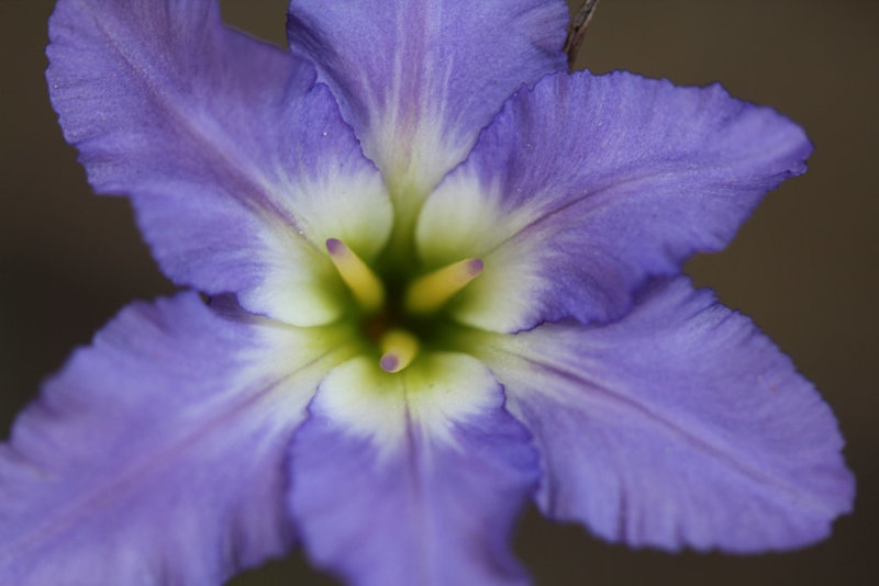 Leucocoryne