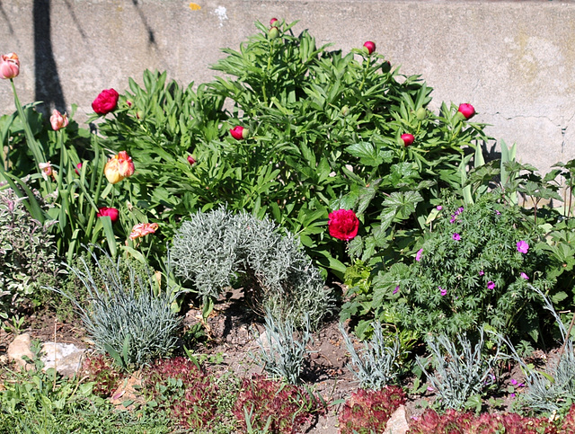 Paeonia officinalis rubra plena