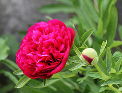 Paeonia officinalis rubra plena