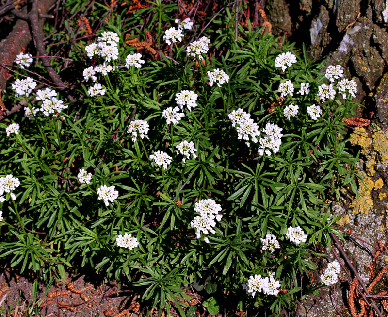 Iberis "corbeille d'argent"