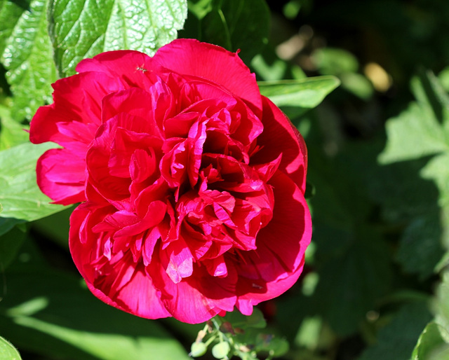 Paeonia officinalis rubra plena