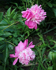 Pivoine Madame Furtado