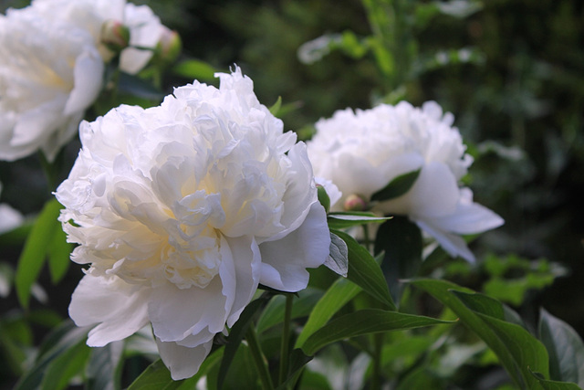 Pivoine à identifier