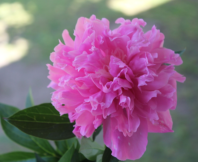 Pivoine "Alexandre Dumas"