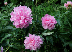 Pivoine"Triomphe de l'exposition de Lille