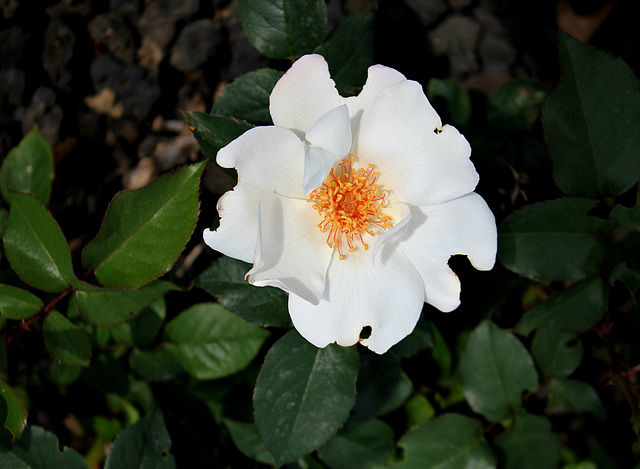 Rose blanche, 'Anne-Aymone Giscard d'estaing'