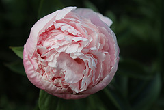 Pivoine Marie Crousse