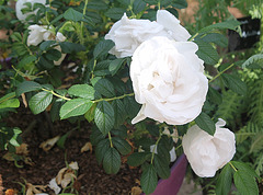 Rosa rugosa alba
