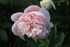 Pivoine Marie Crousse