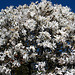 Blütenzauber - Magnolie