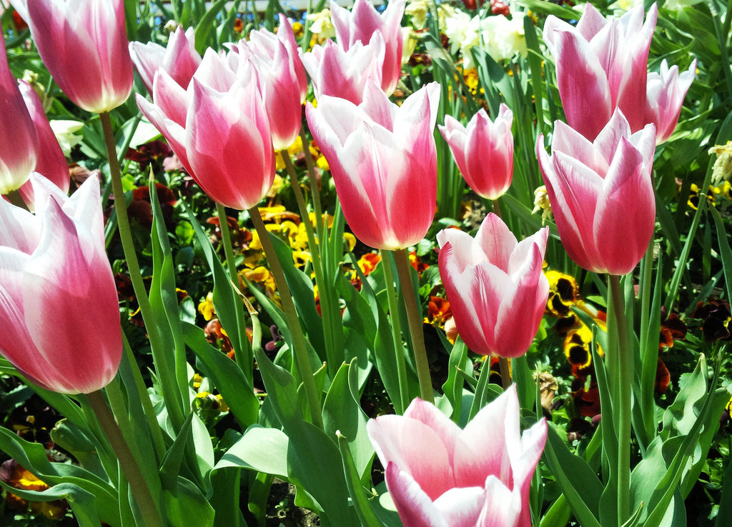 Tulpen