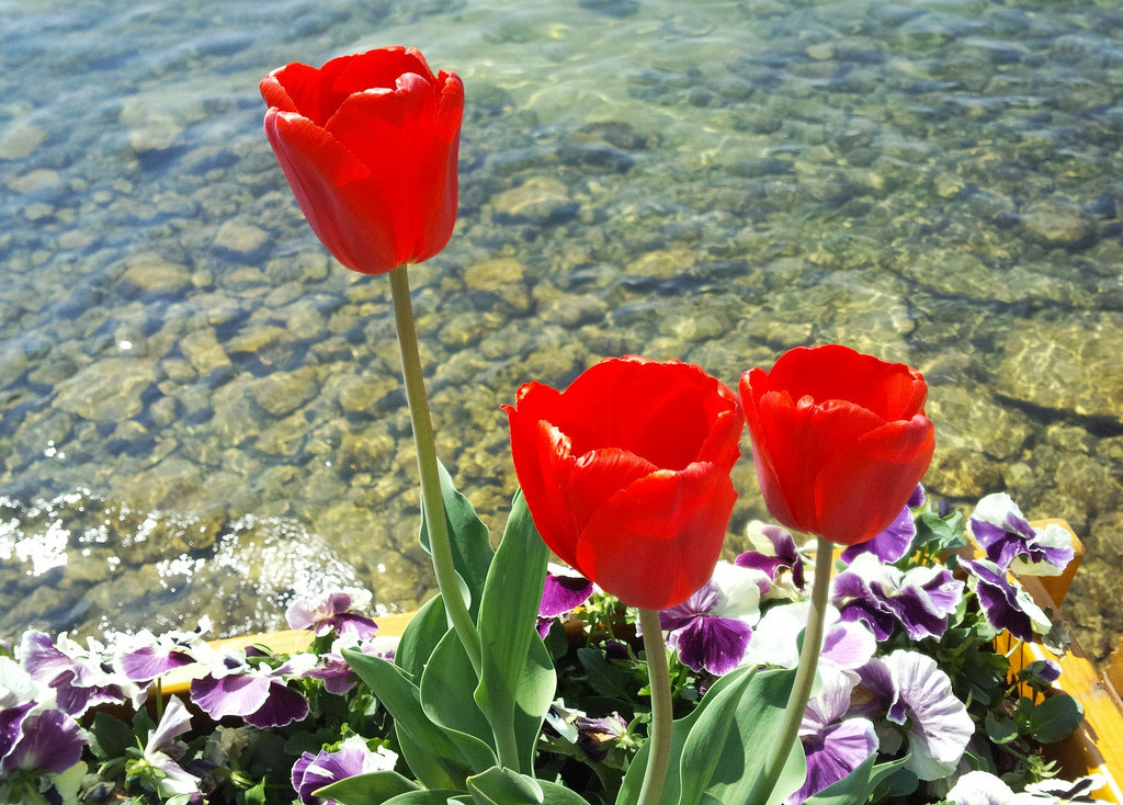 Tulpen