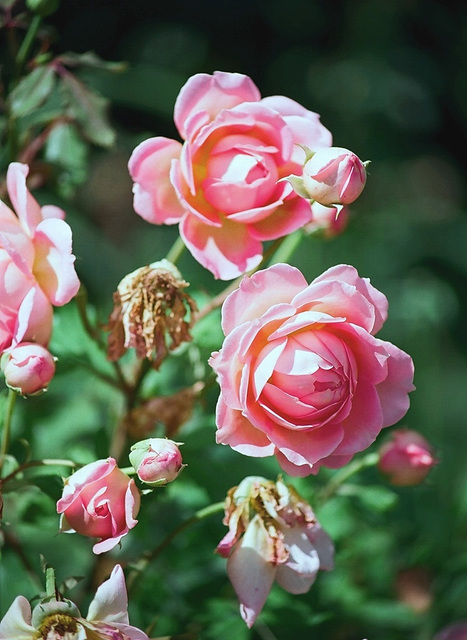 Rose 2- Chaumont