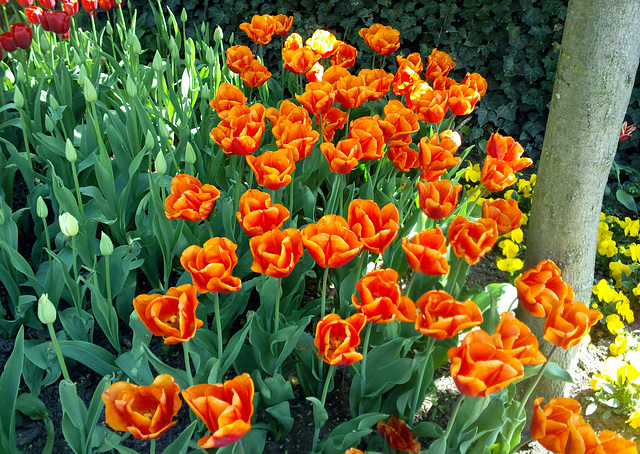 Tulpen