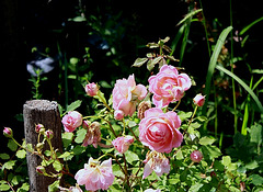 Rosier- Parc de chaumont