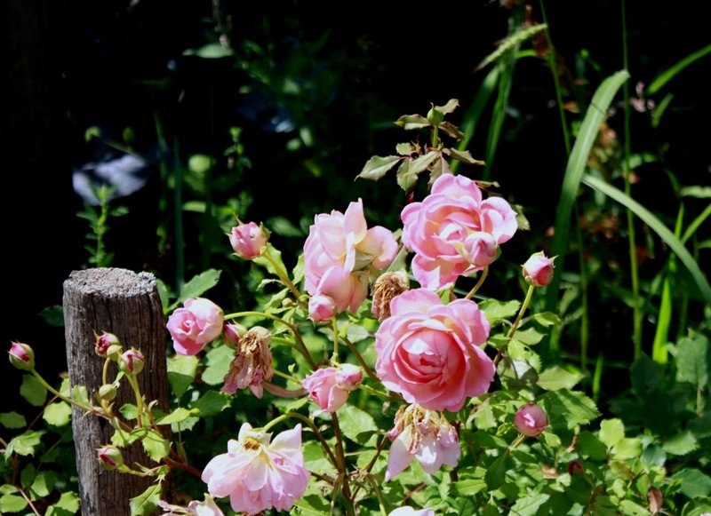 Rosier- Parc de chaumont