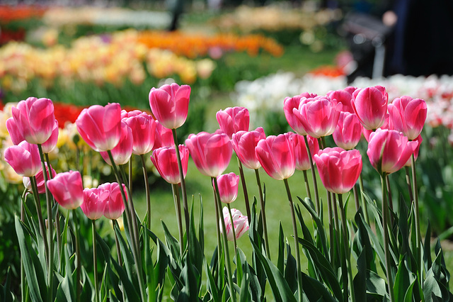 Fête de la tulipe...