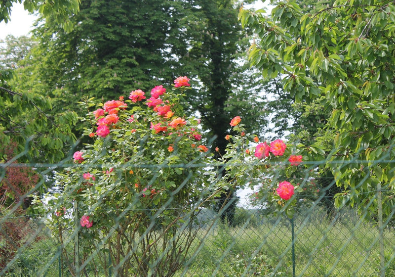 Rosier des alentours- Chaumont