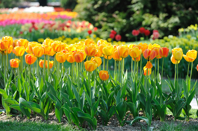 Fête de la tulipe...