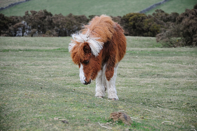 Pony im Dartmoor