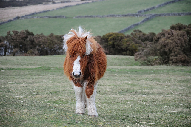 Pony im Dartmoor