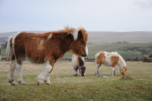 Ponys im Dartmoor