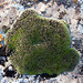 20110301 0118RAw [TR] Moos, Flechte, Hierapolis