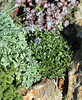 Globularia cordifolia , auprès d'un oxalis