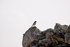 20110301 0113RAw [TR] Hierapolis Vogel