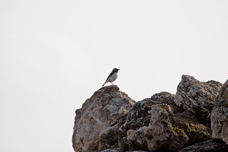 20110301 0113RAw [TR] Hierapolis Vogel