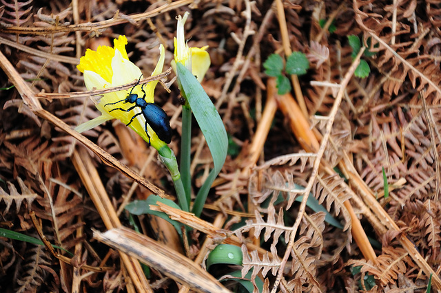 Käfer